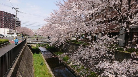 志井川桜