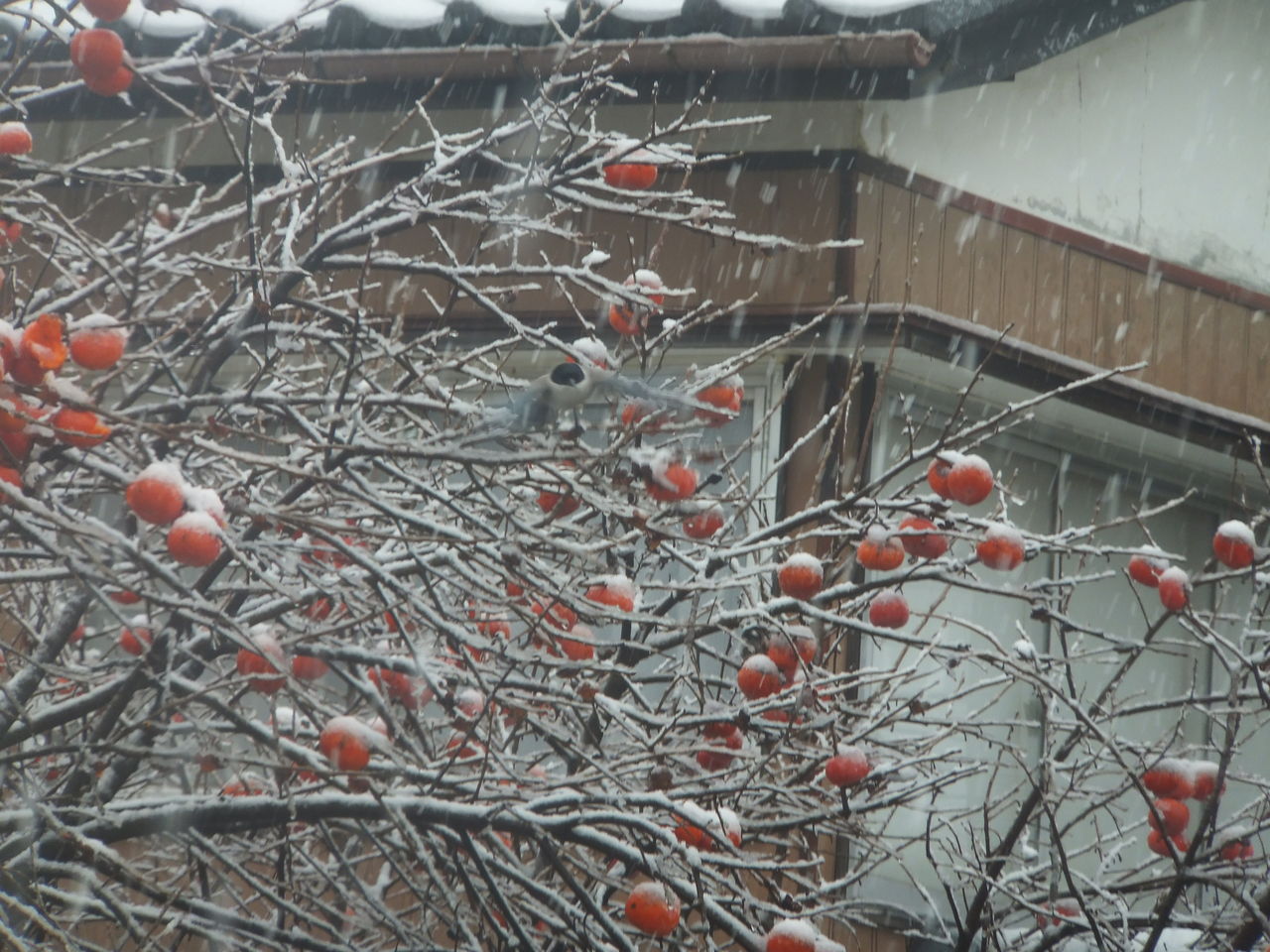 今日は死ぬのにもってこいの日ーmany Winters 2 日本語教師日記 のびのび 新潟より