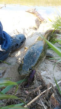 天白川 のほほーん日記