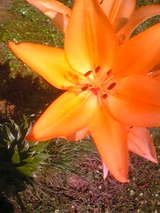 d31c6f75.jpg