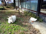 ヤギとアヒル