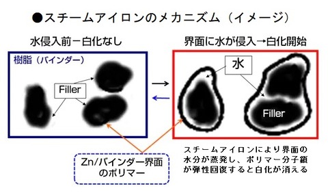 白化の発生と回復機構