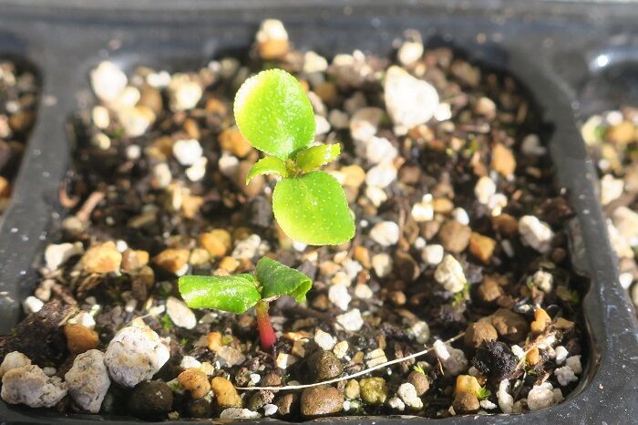 山椒発芽 偏気庵のtosoyan 今日も暢気だ