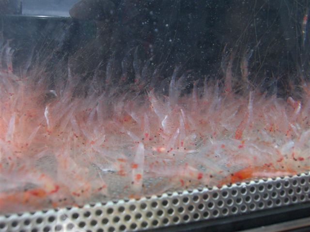 由比桜えびまつり 偏気庵のtosoyan 今日も暢気だ