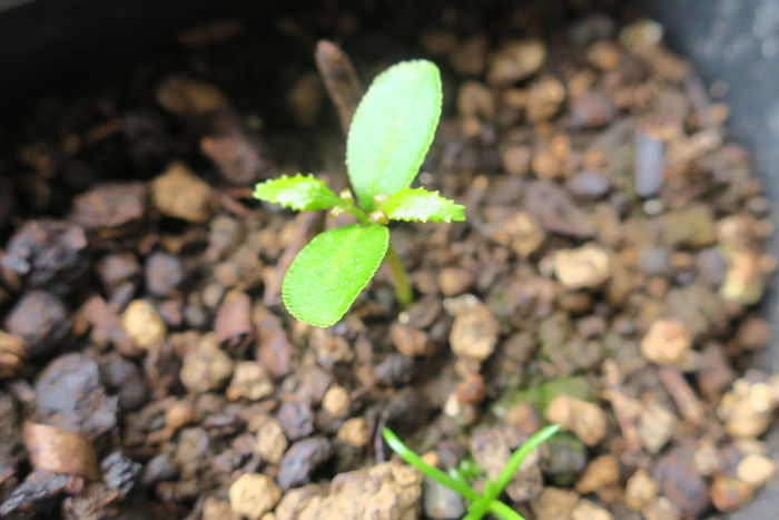 今年も山椒が発芽 : 偏気庵のtosoyan。今日も暢気だ。