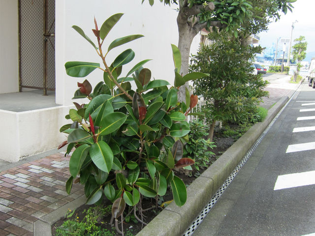 舗道の植栽 ゴムの木 偏気庵のtosoyan 今日も暢気だ