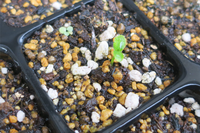 もう秋 それでも山椒が発芽してくれた 偏気庵のtosoyan 今日も暢気だ