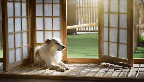 Firefly 犬が障子を壊した 16512