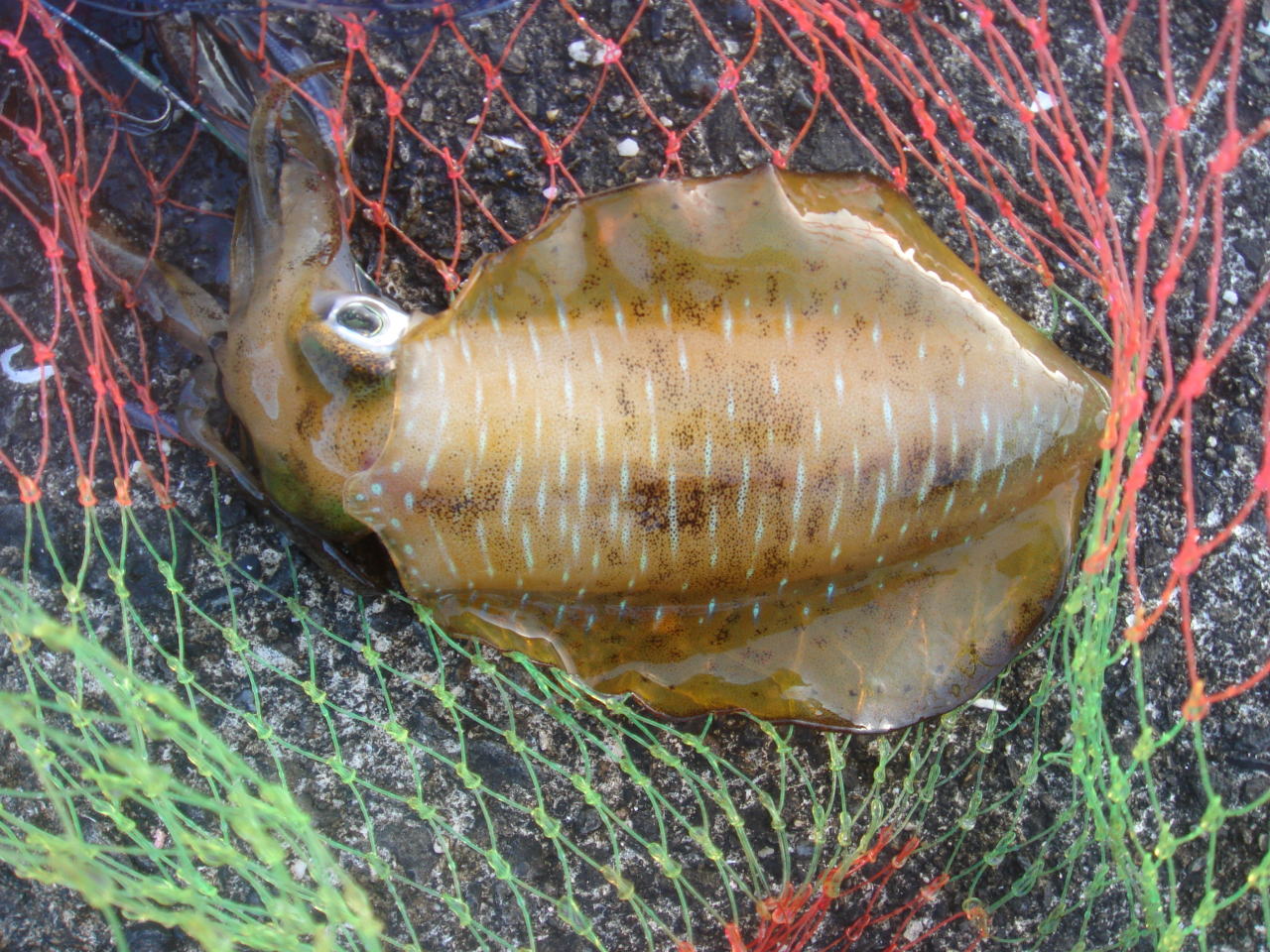 ヤエンがかからない 風 波 香 波の章