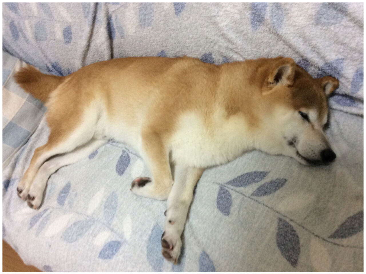 豆柴ぐったりw とっても微妙