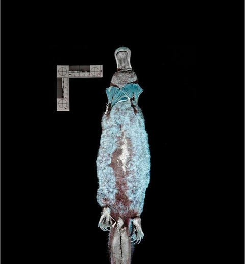 【珍獣】】カモノハシさん、また意味不明な特徴が見つかる。学者のみなさんノイローゼへ