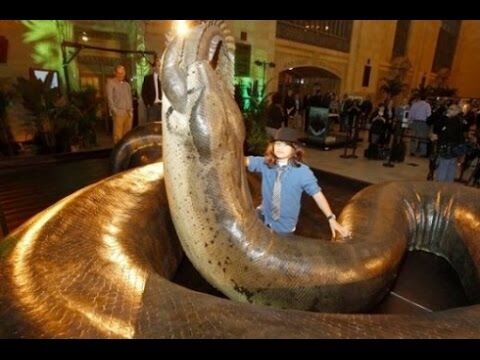 【古代生物】約6000年前に居た古代のヘビがデカすぎる件