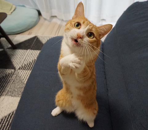 【懇願】おねだりしてるような猫　「一生のお願い」に見える写真にみんなメロメロ