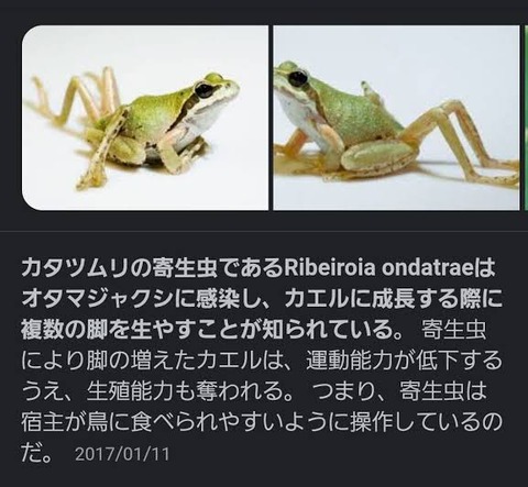 【閲覧注意】ガチでヤバい寄生虫見つかる、マジで閲覧注意