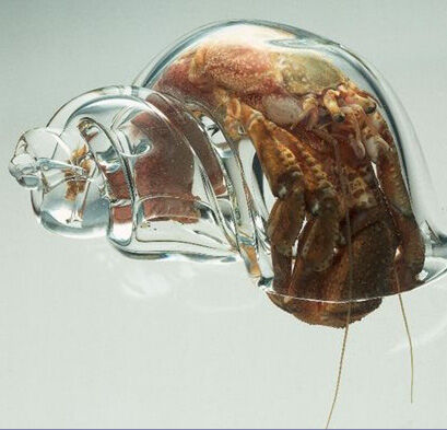 【他力本願】ヤドカリさん、騙されて手に入れたガラスの殻でキモい体を晒してしまう