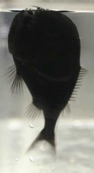 【漆黒】光を99.5％吸収する「世界一黒い魚」の姿……