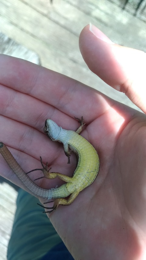 【観察】暇だし池に生き物観察しに行ったｗｗｗ