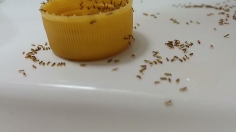 【小さな侵入者】最近家に出没する謎のアリの種類がわからん
