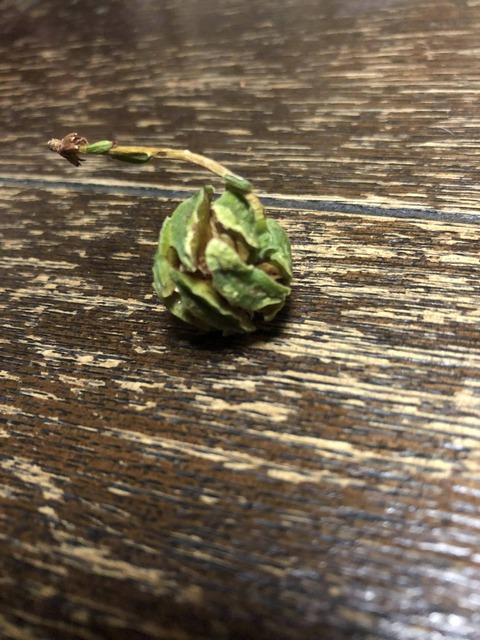 【木の実】今日拾ってきた綺麗なきのみなんやけど
