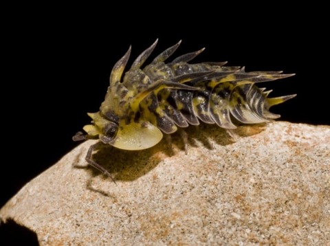 【ダンゴムシ】まるで化け物のようなダンゴムシ、発見される