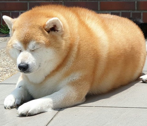 【ちょっと息抜き】ネットで拾った変な画像180枚目