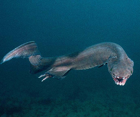 【深海生物】おまえら幻想的な海の生き物でも見てけ