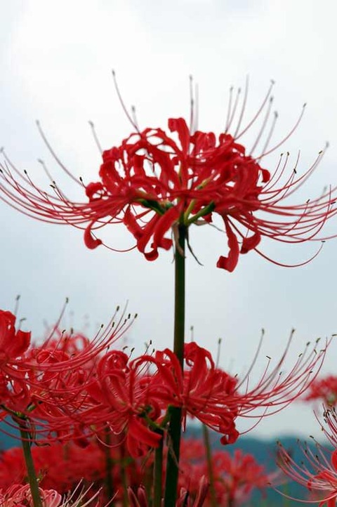 【毒】身近な有毒植物で打線組んだ