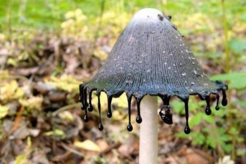 【キノコ】幻想的な「きのこ」たちを見ていってくれ