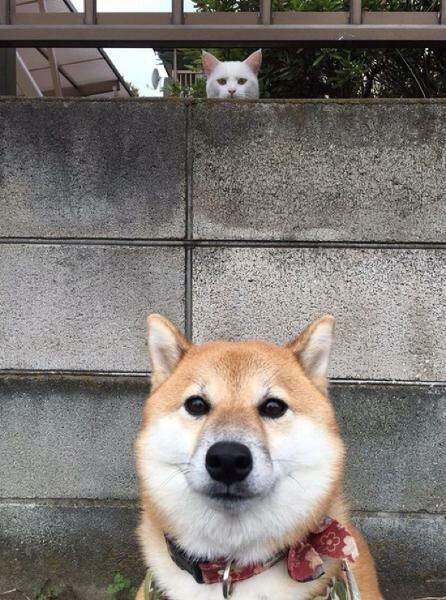 【閲覧推奨】心霊写真貼ってく