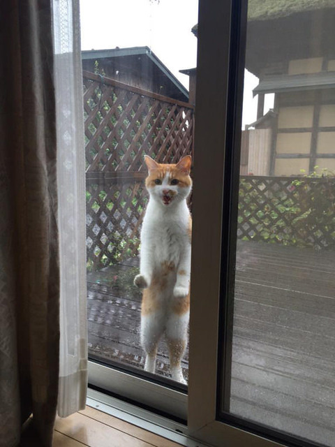 【ネタ】窓の外に何かいる…怖い…
