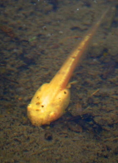 【生物】「数千匹に１匹という確率…」金色のオタマジャクシ発見　神戸・北区の田んぼで１０匹以上