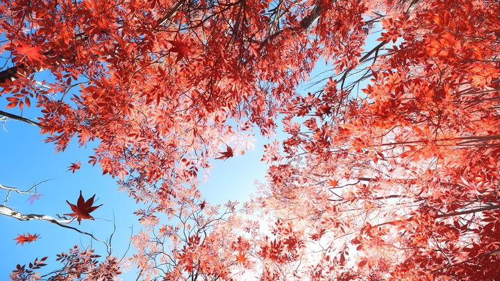 Ghost of Yōtei_20251021234334