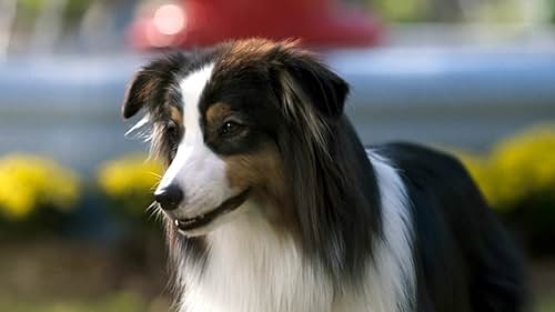 Strays_2