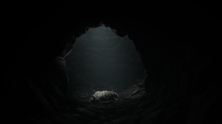 REANIMAL_20260404134727