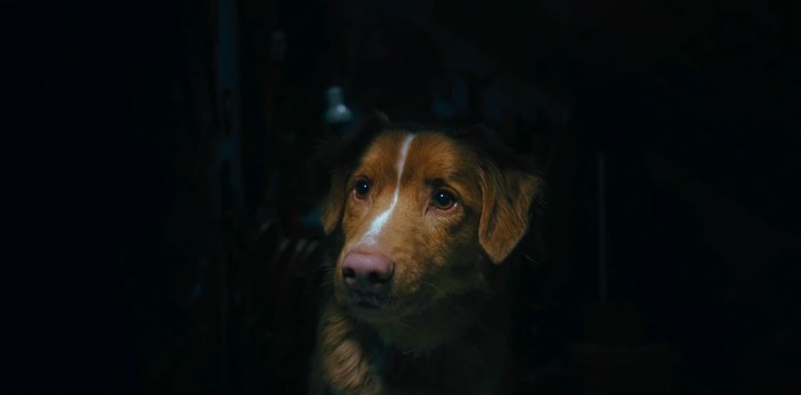 GOOD BOY_5