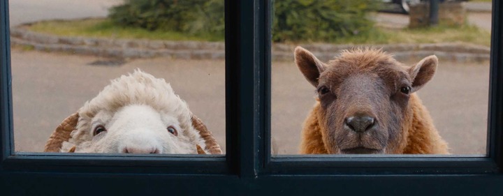 The Sheep Detectives_1