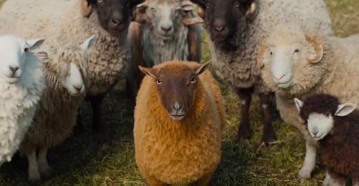 The Sheep Detectives_2