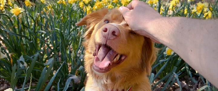 GOOD BOY_3