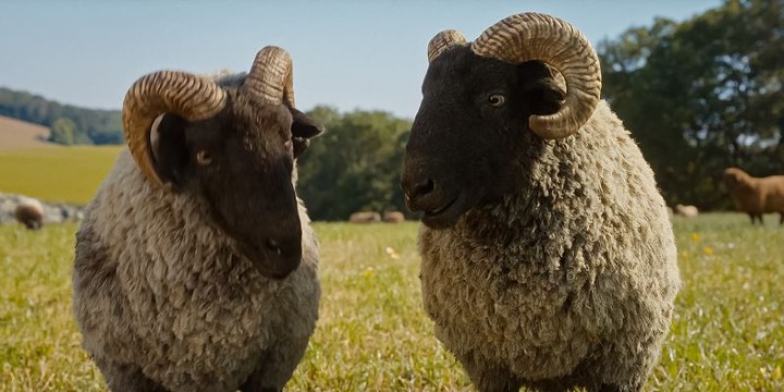 The Sheep Detectives_6