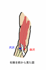 尺沢曲沢