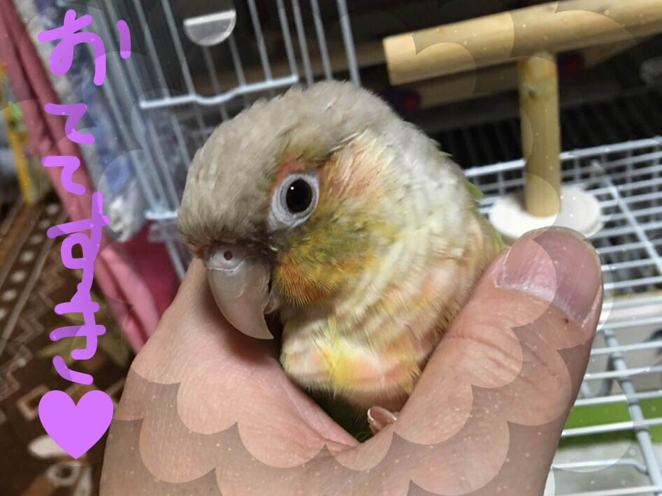 優しく噛みます インコですが何か