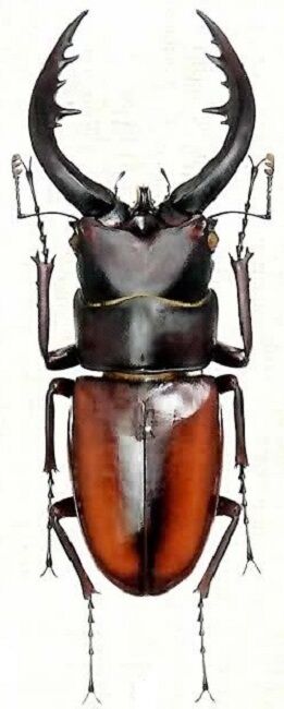 規制前　トカラノコギリ 17頭　特大から特小グラデーションセット　悪石島　野外品 トカラノコギリの島別変異について | TARGET FIELD