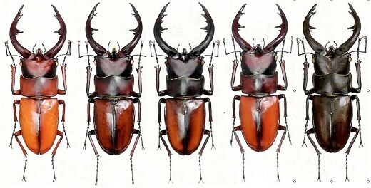 トカラノコギリクワガタ 2オス1メス 諏訪之瀬島産 野外品 標本 R