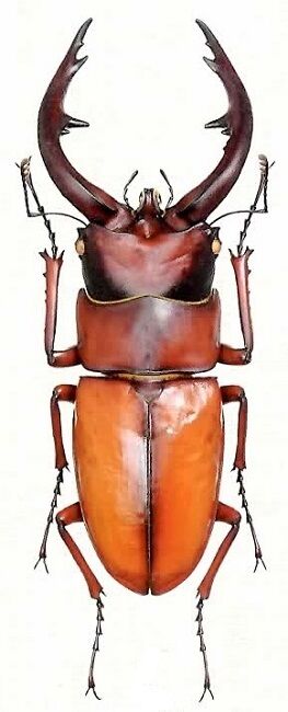 トカラノコギリの島別変異について | TARGET FIELD