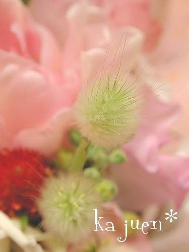 ラグラスとラグラスの赤ちゃん トトロに逢えるお花屋さんの舞台裏