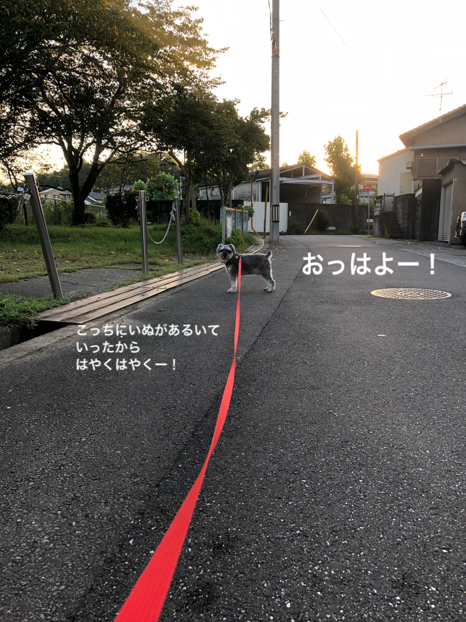 ミニシュナ ベイルと暮らしてます