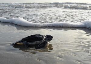 green-sea-turtle-1185954_640