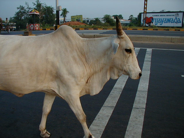 インド49牛 旅行記