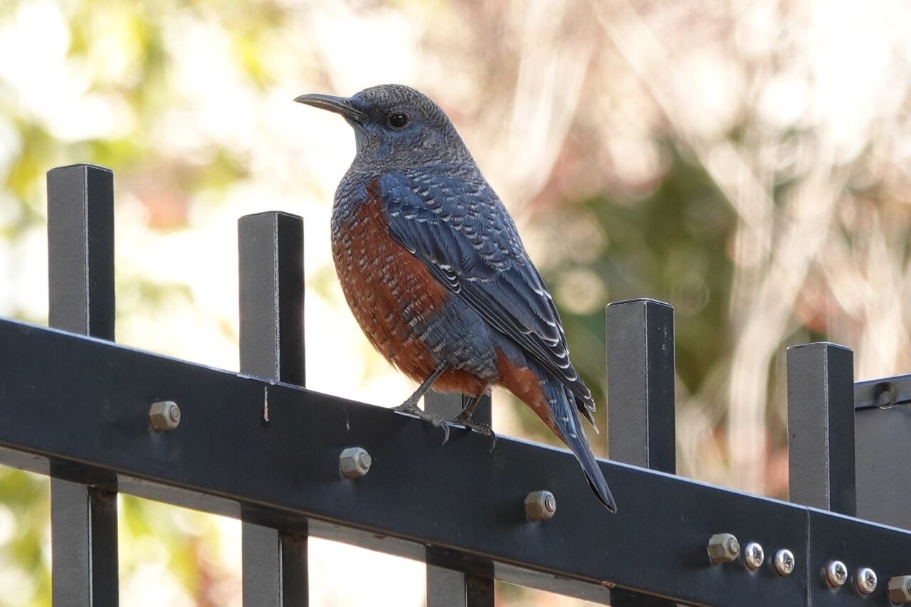 イソヒヨドリ 池田 伏尾台 四日市 海蔵川 末広橋付近 の野鳥 イソヒヨドリ 池田 伏尾台 四日市 海蔵川 末広橋付近 の野鳥