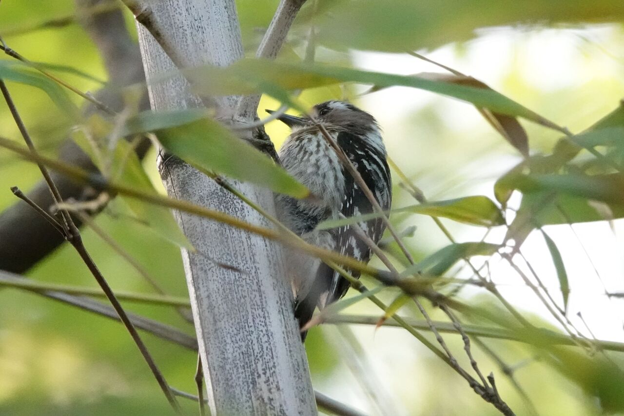 伏尾台 コゲラのドラミング 池田 伏尾台 四日市 海蔵川 末広橋付近 の野鳥 伏尾台 コゲラのドラミング 池田 伏尾台 四日市 海蔵川 末広橋付近 の野鳥